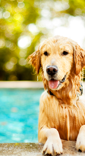 dog friendly rentals